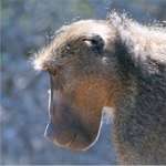 Baboon